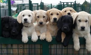 chiots