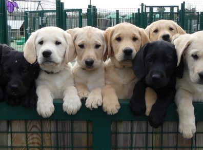 chiots