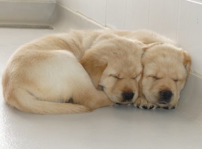 Les-chiots-de-Jucy