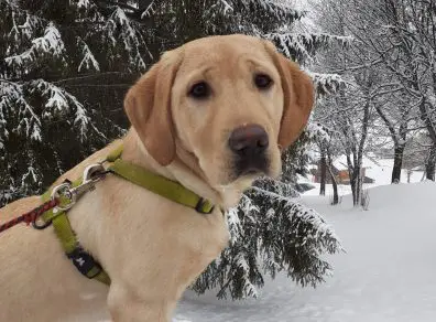 Pretty dans la neige