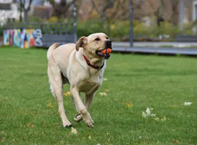 Chien qui court