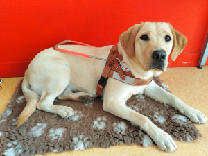 Pretty-découvre-le-harnais