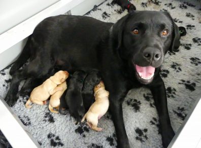 Opra-et-ses-bébés