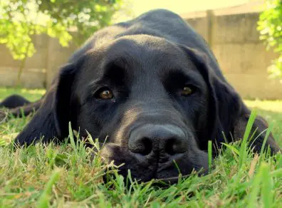 chien-couché