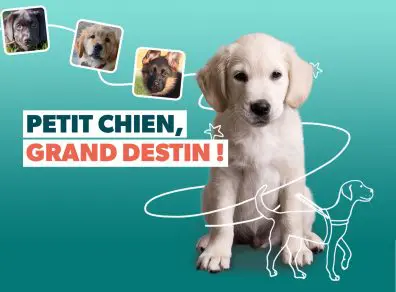 Petit-chien-grand-destin
