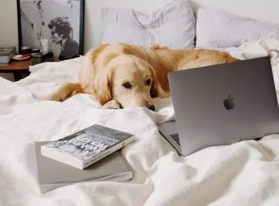chien-devant-un-ordinateur