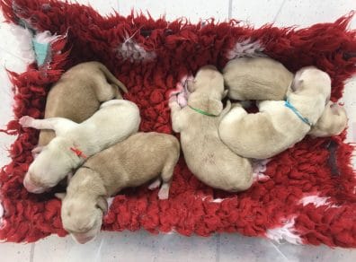 Chiots Muse
