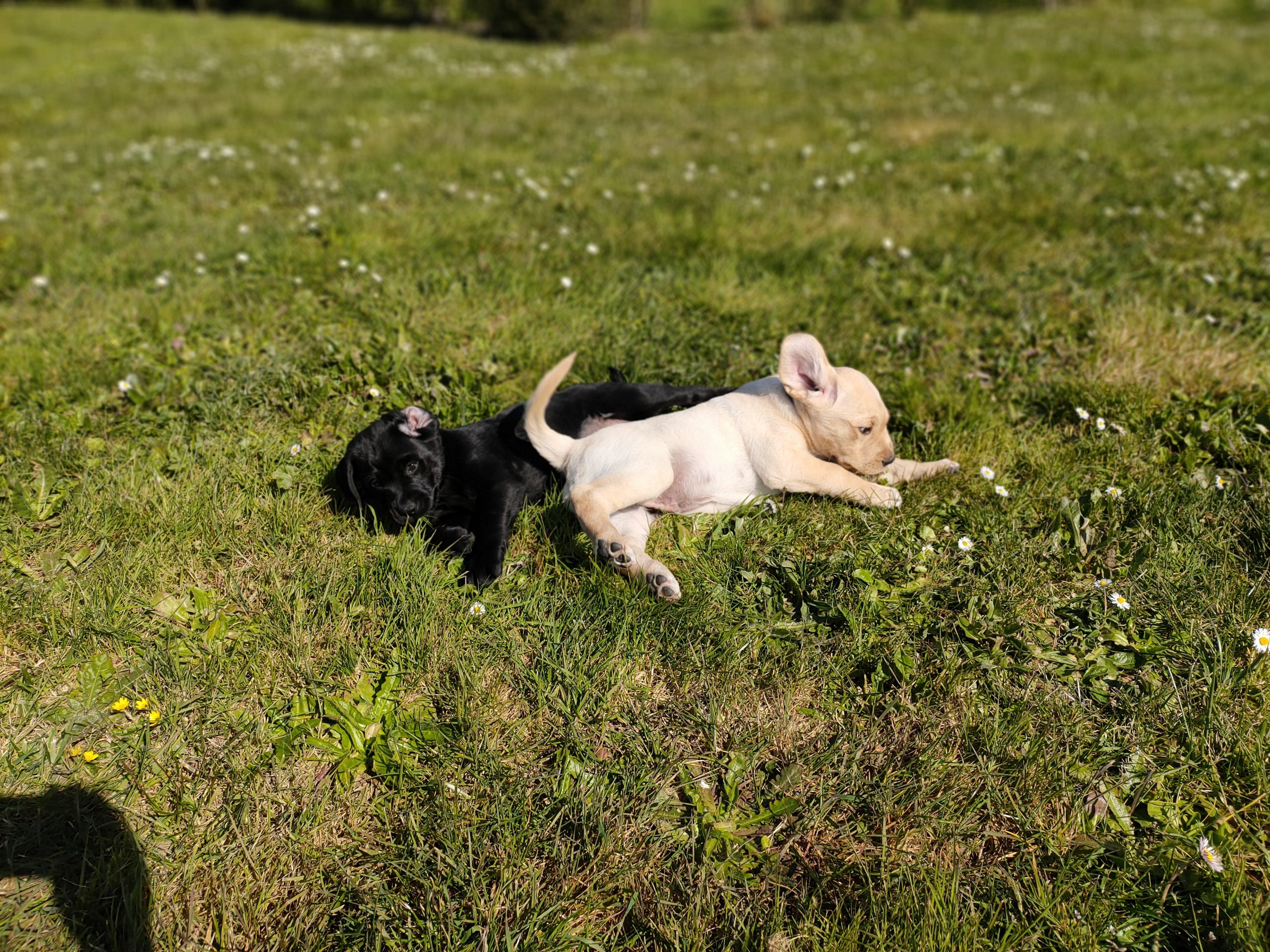 Chiots_Ossia