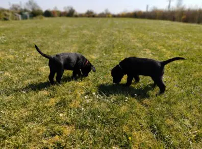 Chiots_Ossia2