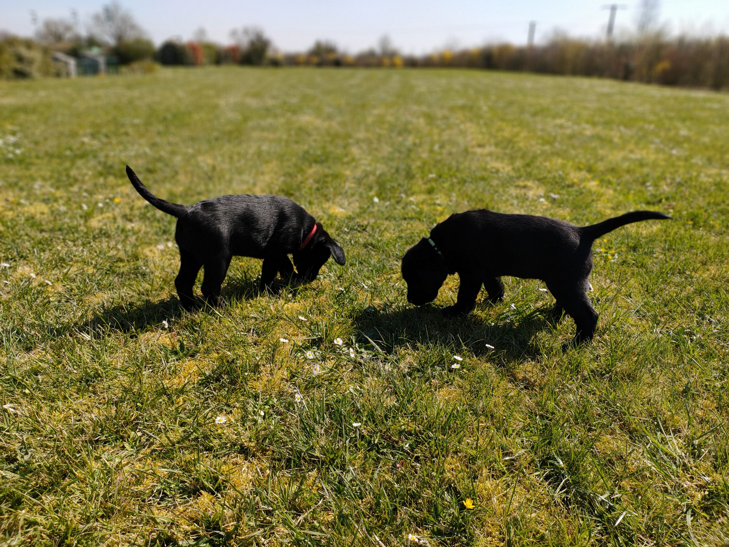 Chiots_Ossia2