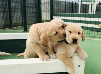 Chiots_Muse