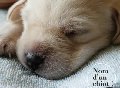 Nom d'un chiot