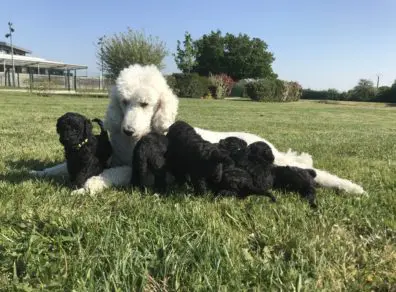 Lancome et ses bébés