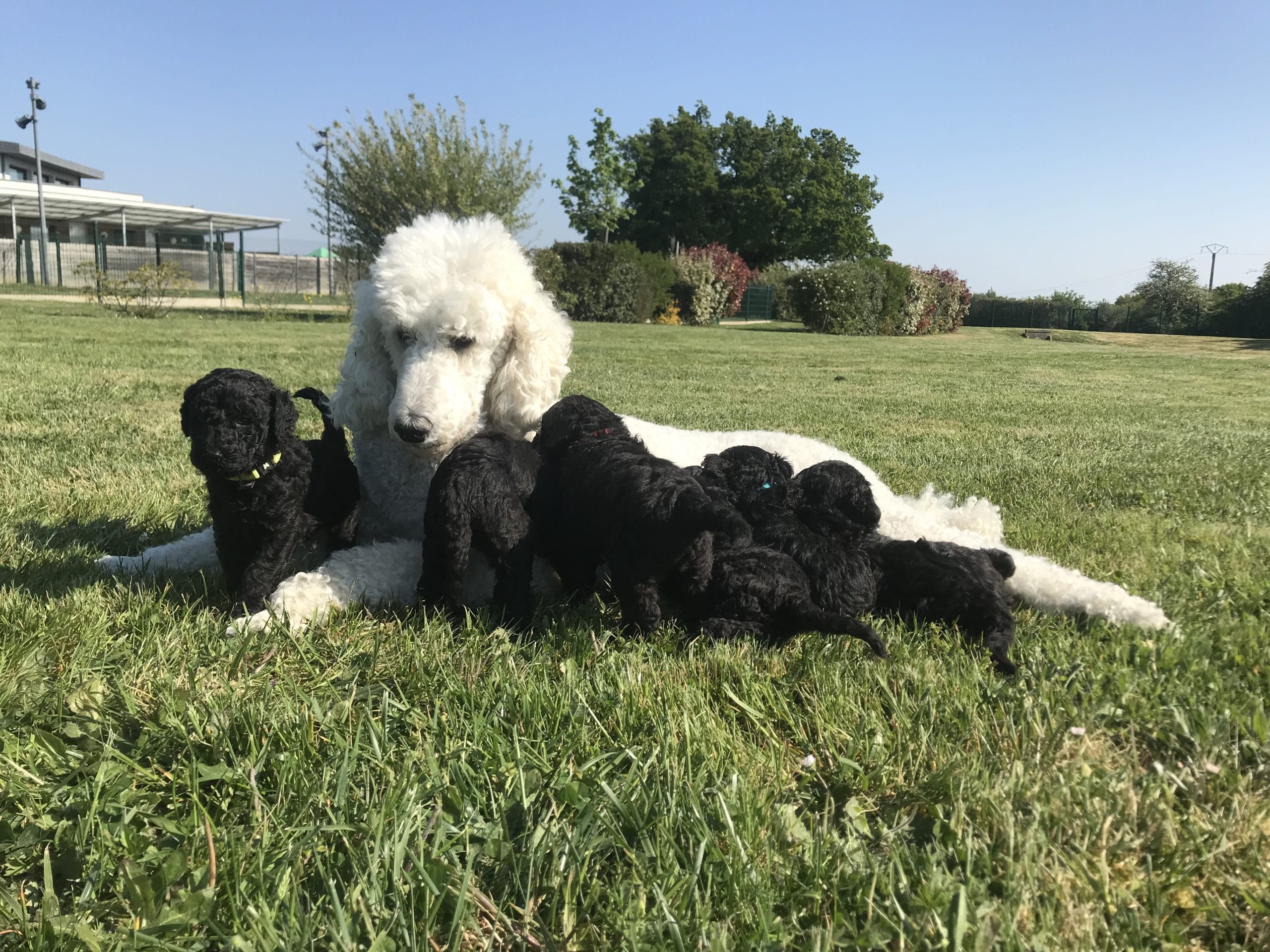 Lancome et ses bébés