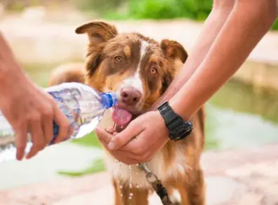hydrater son chien pour le protéger de la chaleur