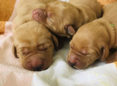 Rébus et ses bébés_4