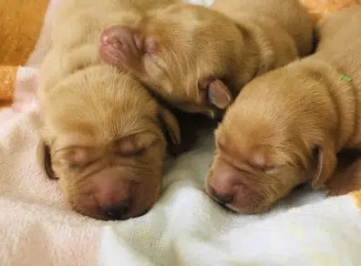 Rébus et ses bébés_4