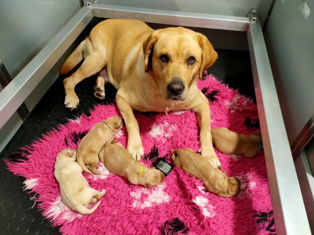 Bienvenue aux adorables chiots de Rolly et Tommy ! - Les chiens guides ...
